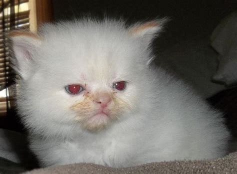 Purebred Himalayan Kittens Ready April 20th Easter Kittens For Sale In