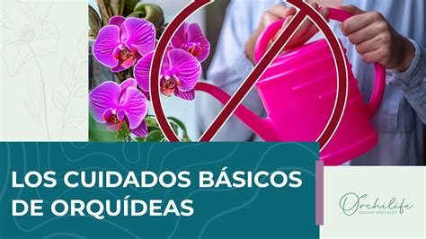 Cuidados básicos de Orquídeas Tips para principiantes Orchilife