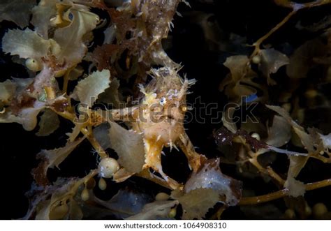 Fish In Sargassum Stock Photos - 116 Images | Shutterstock