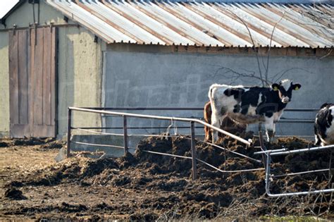 Farm for sale near Dobrich, Bulgaria. Dairy cattle farm “Kobe”.