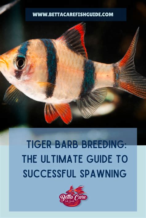 Tiger Barb Breeding: The Ultimate Guide to Successful Spawning