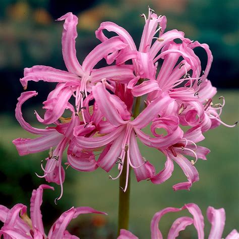 Amazon CHUXAY GARDEN Pink Agapanthus Africanus African Lily Lily