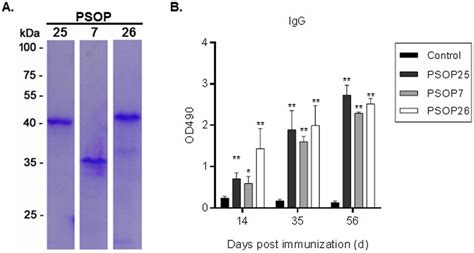 (A) Recombinant protein expression and purification from E. coli ...