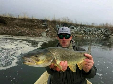 Northern Pikeminnow | Western Montana Fish Species | The Missoulian Angler Fly Shop