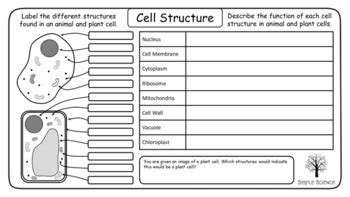 Cell Biology Abc Order Worksheet Enhance Vocabulary And