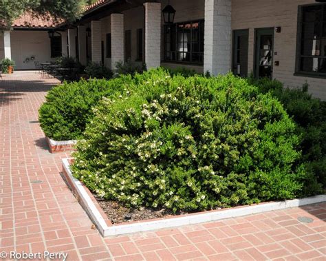 Dwarf Myrtle Inland Valley Garden Planner