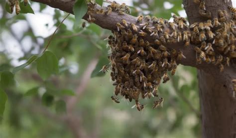 Existen Las Abejas Asesinas Descubre Toda La Verdad