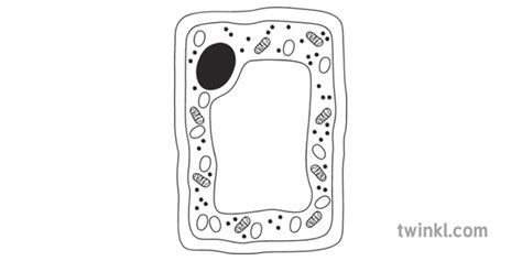 Plant Cell Scientific Diagram Science Biology Beyond Black And White Rgb