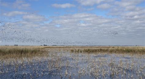 Ley De Humedales El Medio Ambiente No Es Una Prioridad Campo Directo