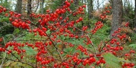 Invasive Plants Horticulture APH Maine ACF