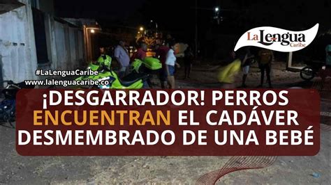 Desgarrador Perros encuentran el cadáver desmembrado de una bebé LA