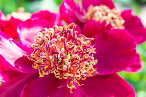 Paeonia Lactiflora Sword Dance Peony