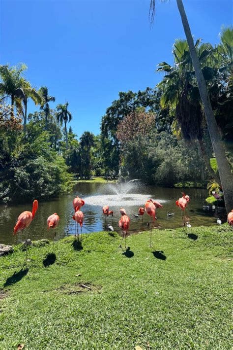 Sarasota Jungle Gardens: Visitor’s Guide - Florida on Foot