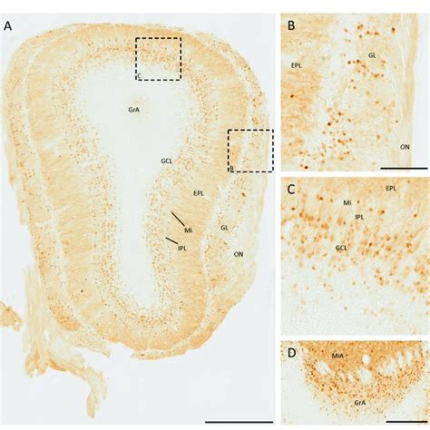 SCGN Expression In The Olfactory Bulb A General View Of The