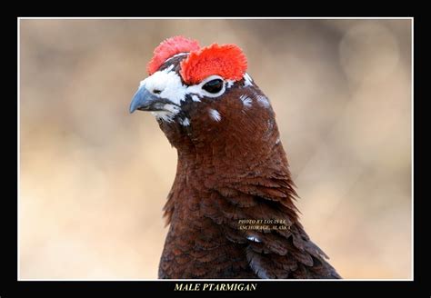 Alaska State Bird