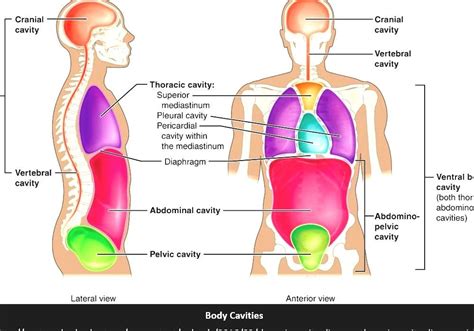 Label The Body Cavities In The Figure