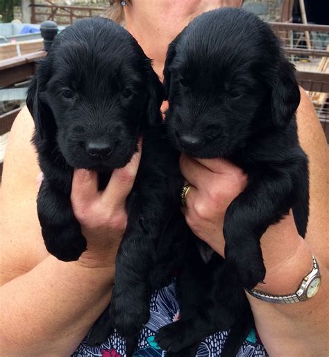 Flat Coated Retriever Info, Temperament, Puppies, Pictures