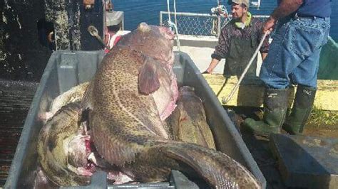 Titan In Triton Massive Big Headed Cod Caught By Commercial Fisherman