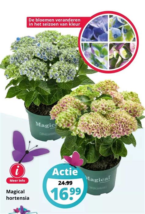 Magical Hortensia Aanbieding Bij Groenrijk Folders Nl