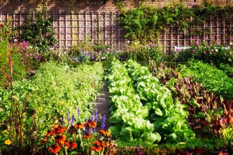 What Vegetables Should Not Be Planted Together Backyard Certified