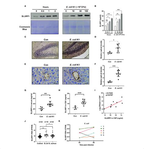 E Coli K1 Enhances Slurp1 Secretion A B Immunoblot Analysis A Download Scientific