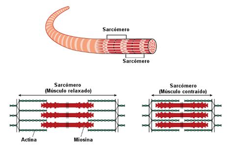 Sistema Muscular Resumo Características Tipos De Músculos Função