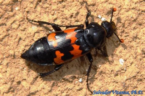 Coleoptera Silphidae Nicrophorus Marginatus Margined Burying Beetle B