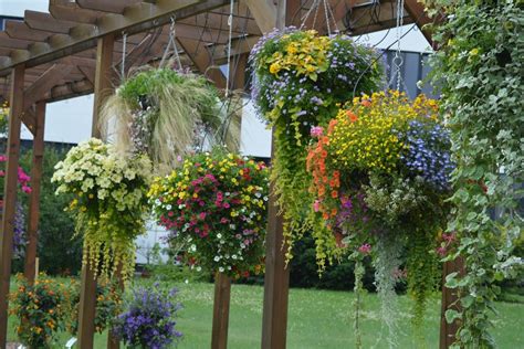 Puķes Iekarināmos Podos Un Toveros Kā Pareizi Kopt Plants Garden