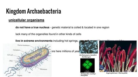 Classification Ppt Download