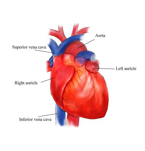 Or The External Structure Of Heart Anatomy Diagram Human Heart Consists