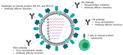 Vaccines Free Full Text Immune Responses Elicited By Live