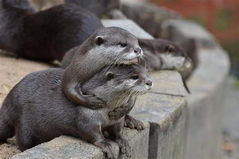 In Otter News On Twitter Steve And Brad Re Enact Titanic