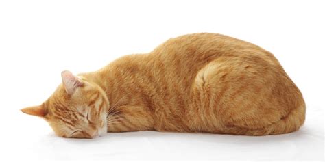 Cat Snoring: Causes, Symptoms, & Treatment - Cats.com