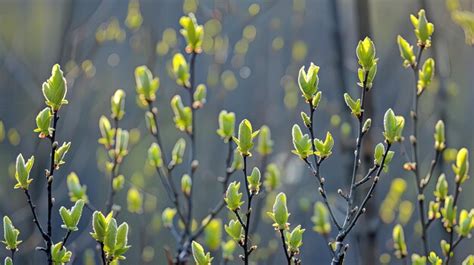 Premium Photo Springs Poplar Buds Generative Ai