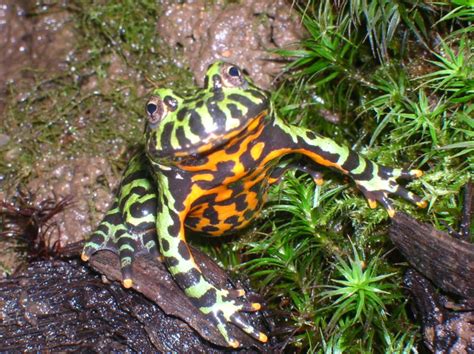 Oriental Fire Bellied Toad Facts And Pictures