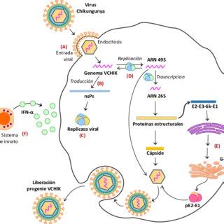 Ciclo de replicación del VCHIK en las células infectadas y sitios de