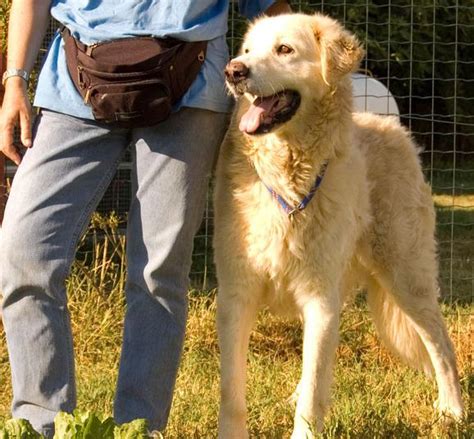 Quarantenne Aggredito Dal Suo Cane Ora Rischia Di Perdere Un Braccio