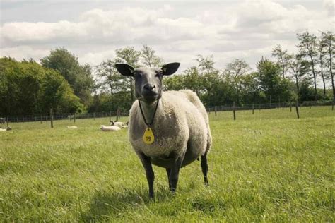 How To Start Sheep Farming In The Netherlands Breeds Business Plan