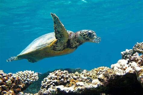 Tour En Barco Por Las Islas Hamata Y Qulaan Paradas De Buceo Y