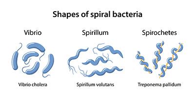 Vibrio Infektion Bertragung Krankheiten Medlexi De