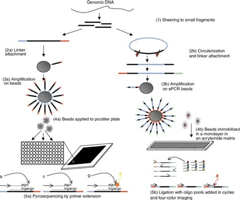 Next Generation Sequencing Ngs Definition Types Applications Limitations Biology Notes