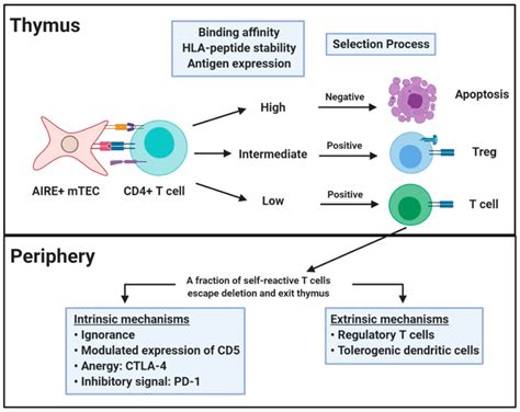 Central And Peripheral Tolerance Central Tolerance Occurs In The