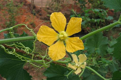 Abóbora d Água Um Guia Completo Desta Planta Guia das Suculentas