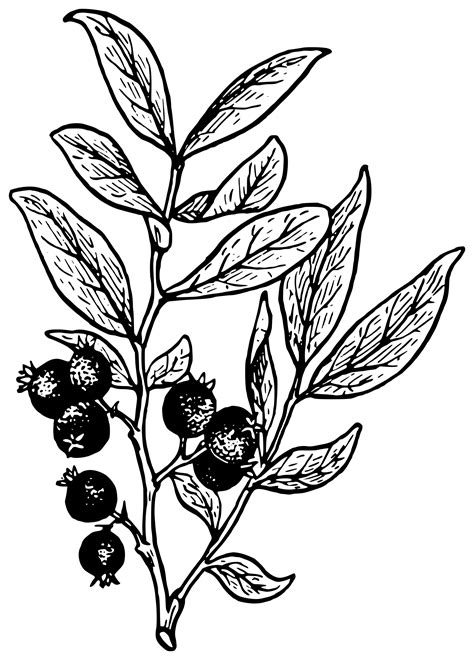 Huckleberry clipart 18 free Cliparts | Download images on Clipground 2026