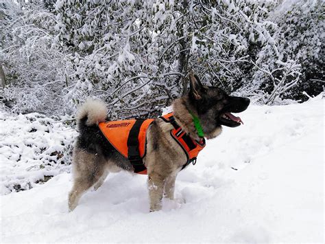 Comment Prot Ger Son Chien Quand C Est La Chasse Wlaps