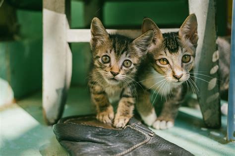 Two Brown Tabby Kittens · Free Stock Photo