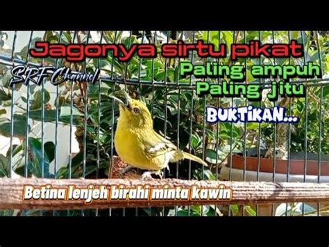 Kicau Cipow Betina Birahi Memanggil Jantan Ampuh Buat Pikat Pancingan