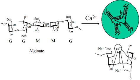 Calcium Cross Linking Of Alginate Bead Formation In Calcium Chloride