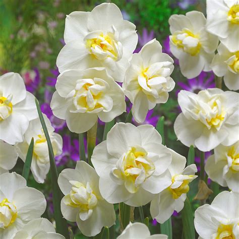 Narcissus Cheerfulness Collection | J.Parker's