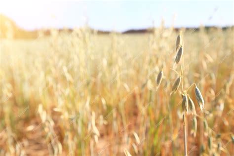 Premium Photo Dry Grass Sun Rays Background Wind Nature Landscape Freedom